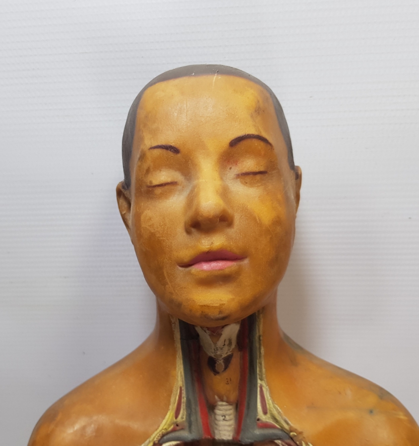 EĞİTİM TARİHİ - FEN DERSİ İNSAN MODELİ