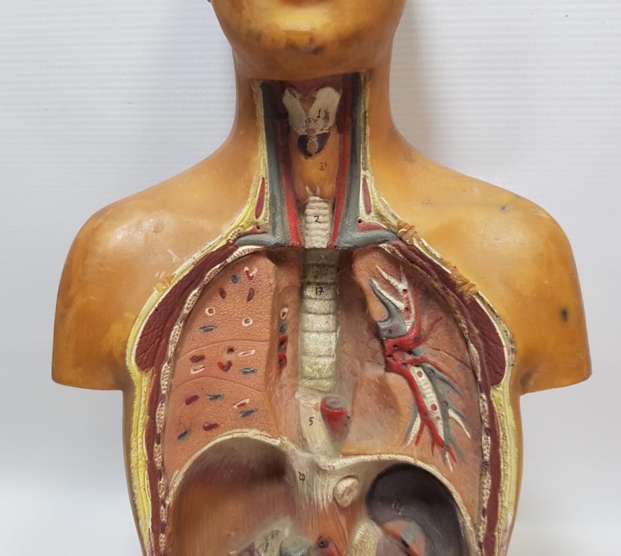 EĞİTİM TARİHİ - FEN DERSİ İNSAN MODELİ