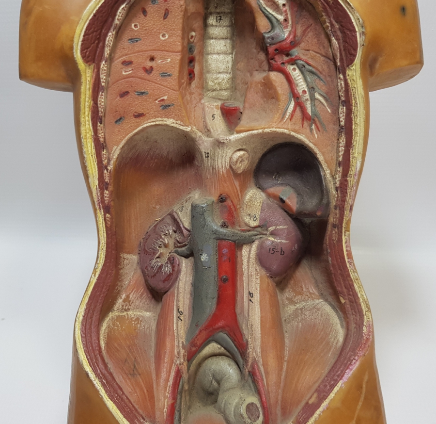 EĞİTİM TARİHİ - FEN DERSİ İNSAN MODELİ