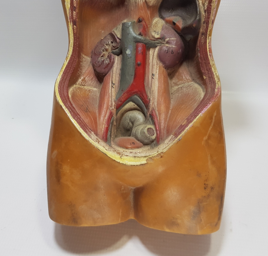 EĞİTİM TARİHİ - FEN DERSİ İNSAN MODELİ