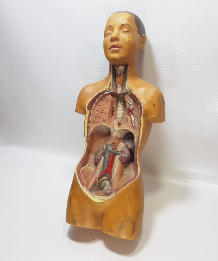 EĞİTİM TARİHİ - FEN DERSİ İNSAN MODELİ