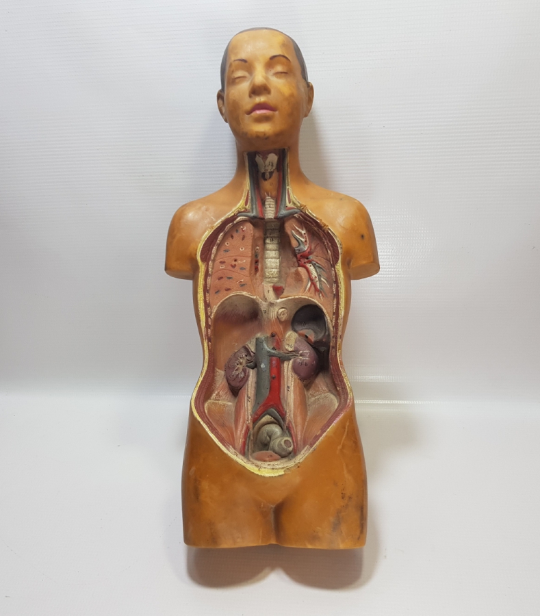 EĞİTİM TARİHİ - FEN DERSİ İNSAN MODELİ