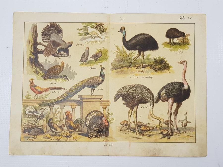 OSMANLICA KUŞLAR GRAVÜRÜ