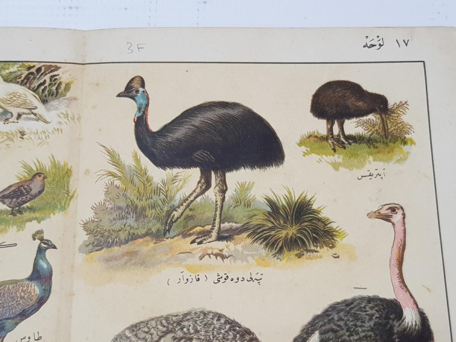 OSMANLICA KUŞLAR GRAVÜRÜ