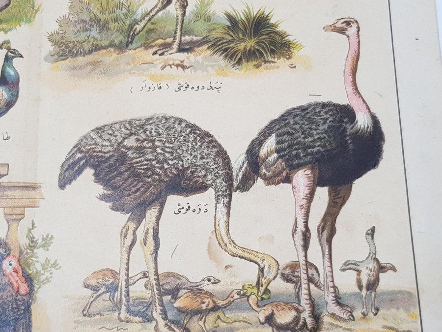 OSMANLICA KUŞLAR GRAVÜRÜ