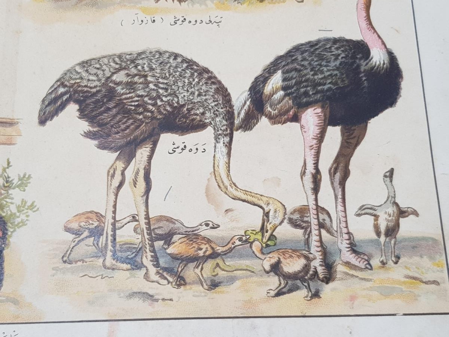 OSMANLICA KUŞLAR GRAVÜRÜ