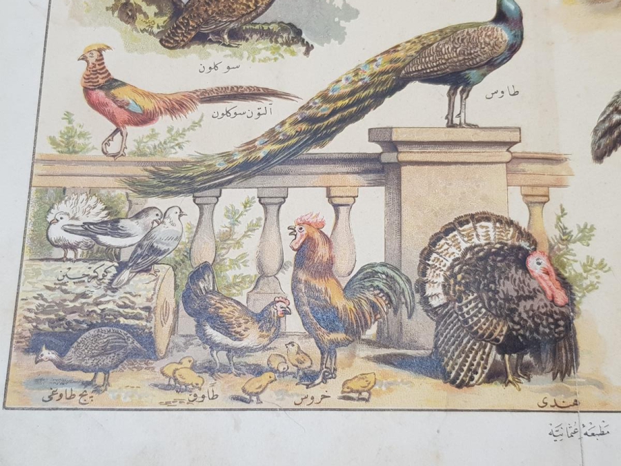 OSMANLICA KUŞLAR GRAVÜRÜ