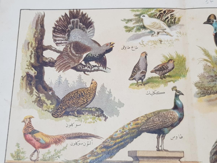 OSMANLICA KUŞLAR GRAVÜRÜ