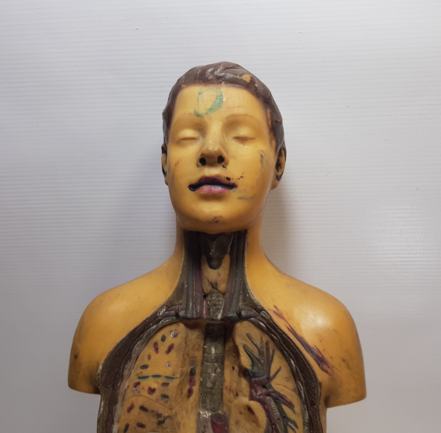 EĞİTİM TARİHİ - FEN DERSİ İNSAN MODELİ