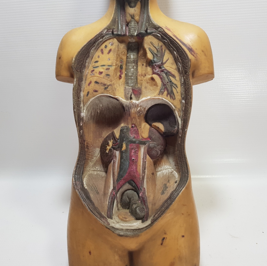 EĞİTİM TARİHİ - FEN DERSİ İNSAN MODELİ