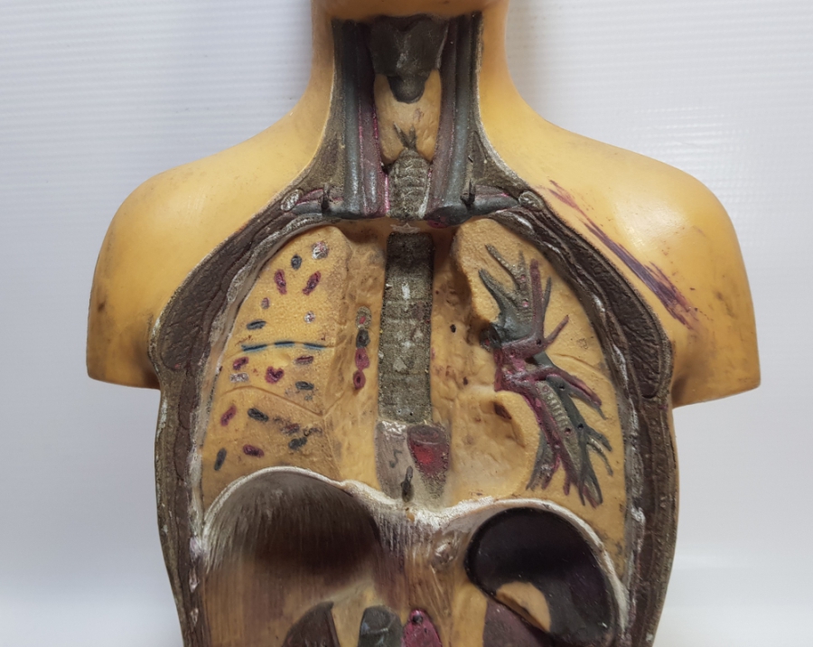 EĞİTİM TARİHİ - FEN DERSİ İNSAN MODELİ