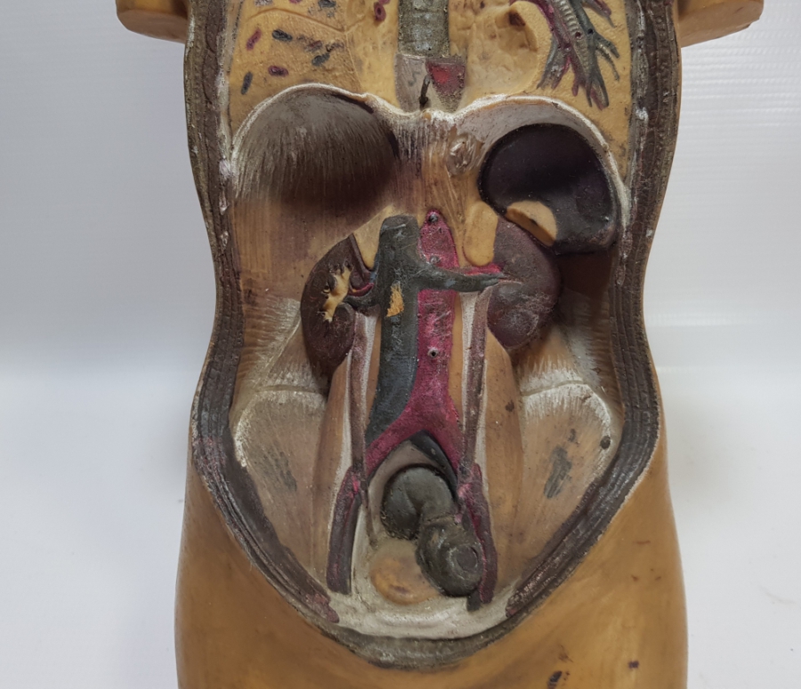 EĞİTİM TARİHİ - FEN DERSİ İNSAN MODELİ