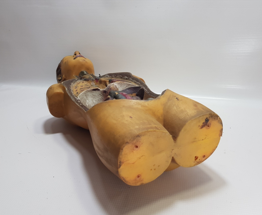 EĞİTİM TARİHİ - FEN DERSİ İNSAN MODELİ