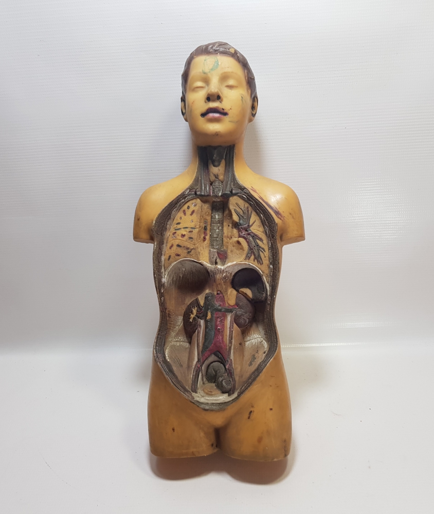 EĞİTİM TARİHİ - FEN DERSİ İNSAN MODELİ