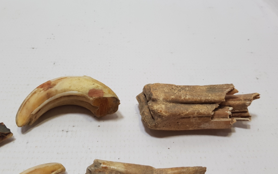 OSMANLI DÖNEMİ ŞAMAN İŞİ DOMUZ VE AT DİŞİ LOTU