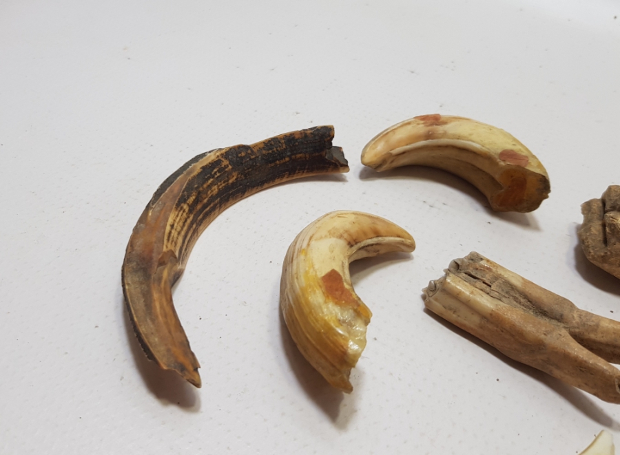 OSMANLI DÖNEMİ ŞAMAN İŞİ DOMUZ VE AT DİŞİ LOTU