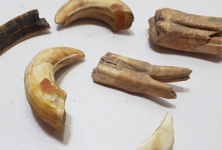 OSMANLI DÖNEMİ ŞAMAN İŞİ DOMUZ VE AT DİŞİ LOTU