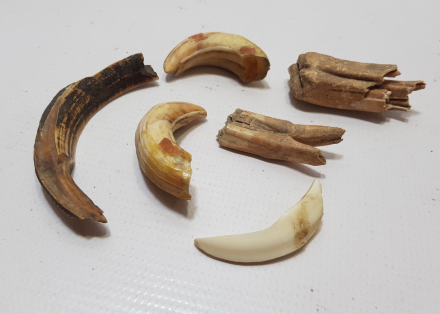 OSMANLI DÖNEMİ ŞAMAN İŞİ DOMUZ VE AT DİŞİ LOTU