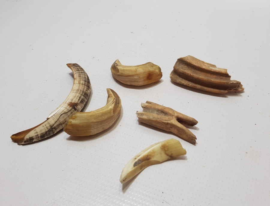 OSMANLI DÖNEMİ ŞAMAN İŞİ DOMUZ VE AT DİŞİ LOTU