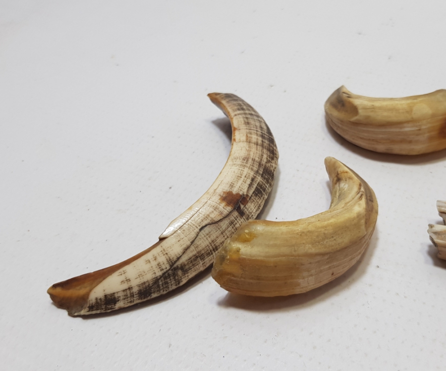 OSMANLI DÖNEMİ ŞAMAN İŞİ DOMUZ VE AT DİŞİ LOTU