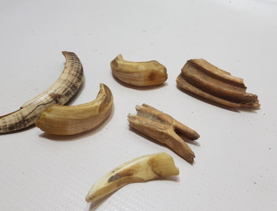 OSMANLI DÖNEMİ ŞAMAN İŞİ DOMUZ VE AT DİŞİ LOTU