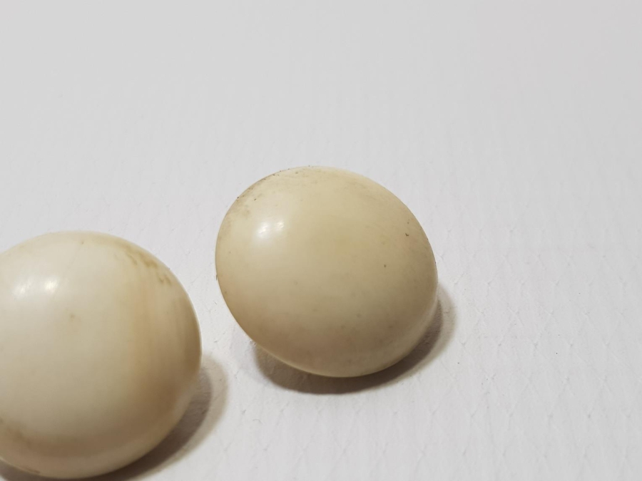 ANTİKA FİLDİŞİ KÜPE