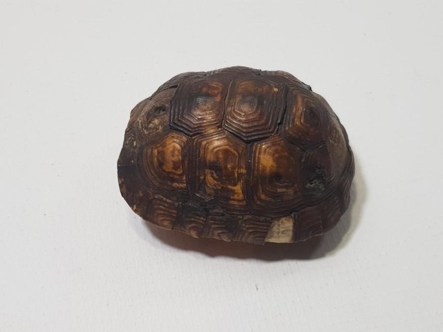 ANADOLU ŞAMAN İŞİ ANTİKA KAPLUMBAĞA NAZARLIK