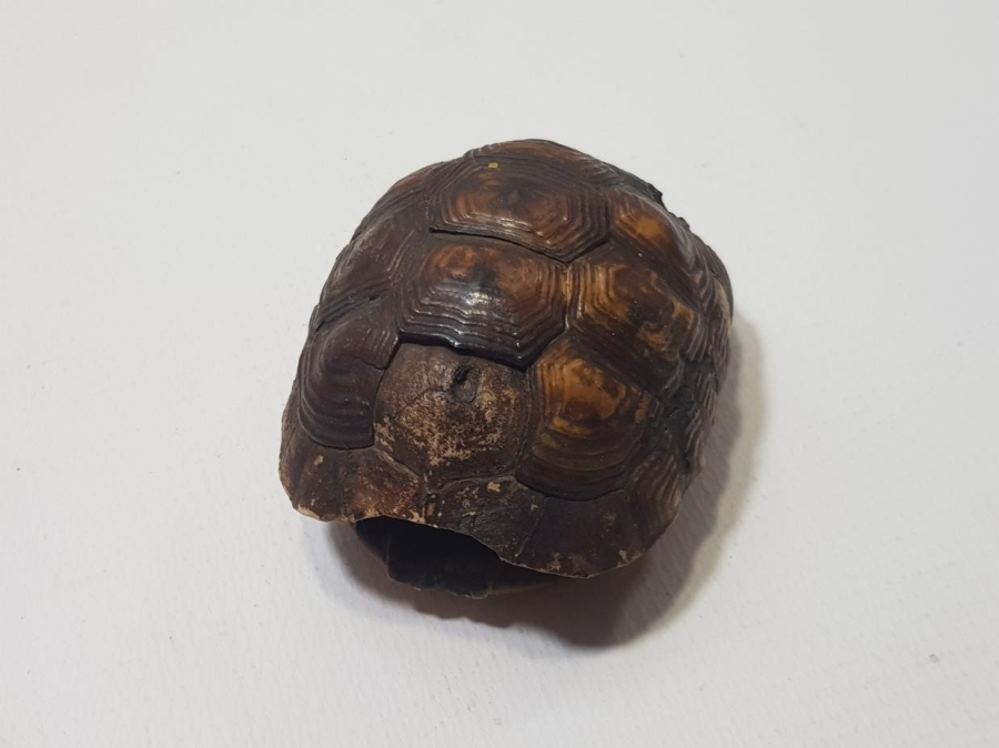 ANADOLU ŞAMAN İŞİ ANTİKA KAPLUMBAĞA NAZARLIK