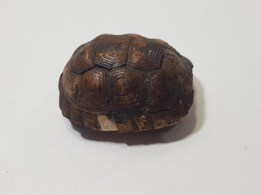 ANADOLU ŞAMAN İŞİ ANTİKA KAPLUMBAĞA NAZARLIK