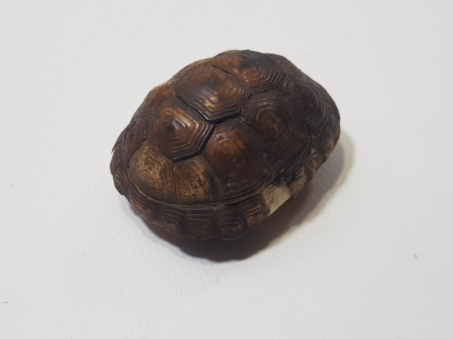 ANADOLU ŞAMAN İŞİ ANTİKA KAPLUMBAĞA NAZARLIK