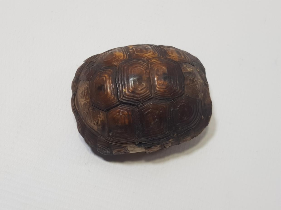 ANADOLU ŞAMAN İŞİ ANTİKA KAPLUMBAĞA NAZARLIK