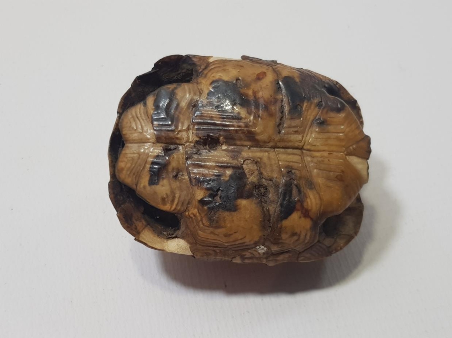 ANADOLU ŞAMAN İŞİ ANTİKA KAPLUMBAĞA NAZARLIK