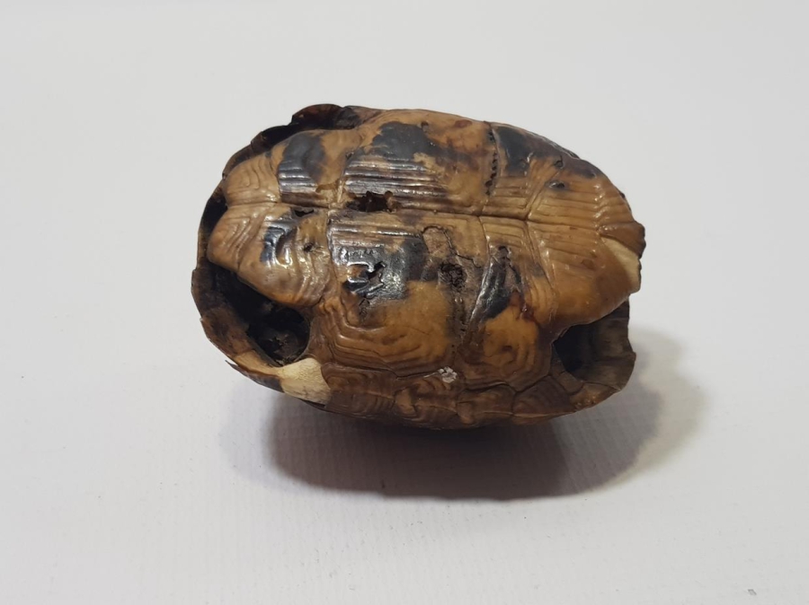 ANADOLU ŞAMAN İŞİ ANTİKA KAPLUMBAĞA NAZARLIK