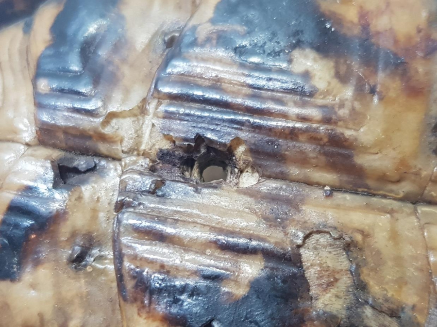 ANADOLU ŞAMAN İŞİ ANTİKA KAPLUMBAĞA NAZARLIK