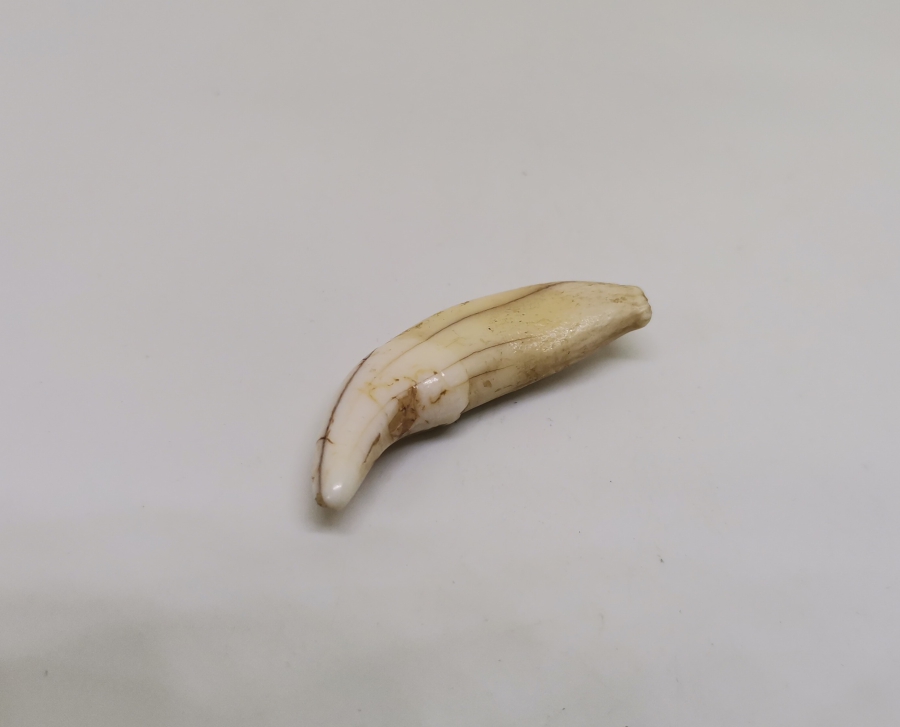 TILSIM KOLYELERDE KULLANILAN ANADOLU ŞAMAN KÜLTÜRÜ OSMANLI KURT DİŞİ