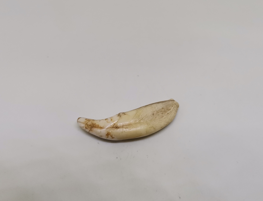 TILSIM KOLYELERDE KULLANILAN ANADOLU ŞAMAN KÜLTÜRÜ OSMANLI KURT DİŞİ