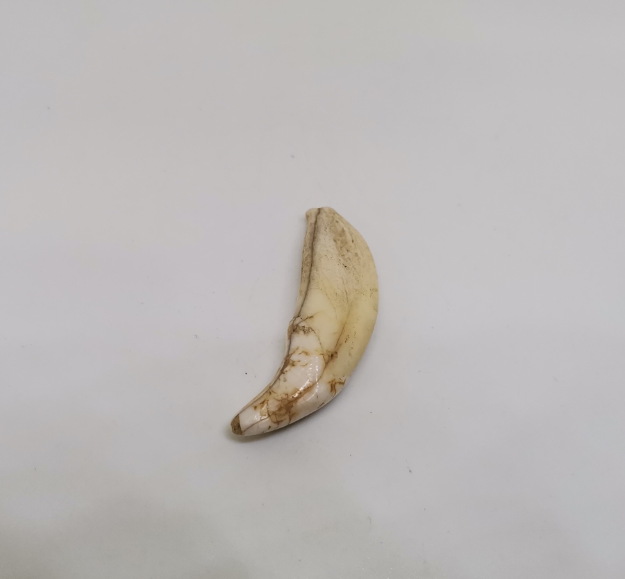 TILSIM KOLYELERDE KULLANILAN ANADOLU ŞAMAN KÜLTÜRÜ OSMANLI KURT DİŞİ