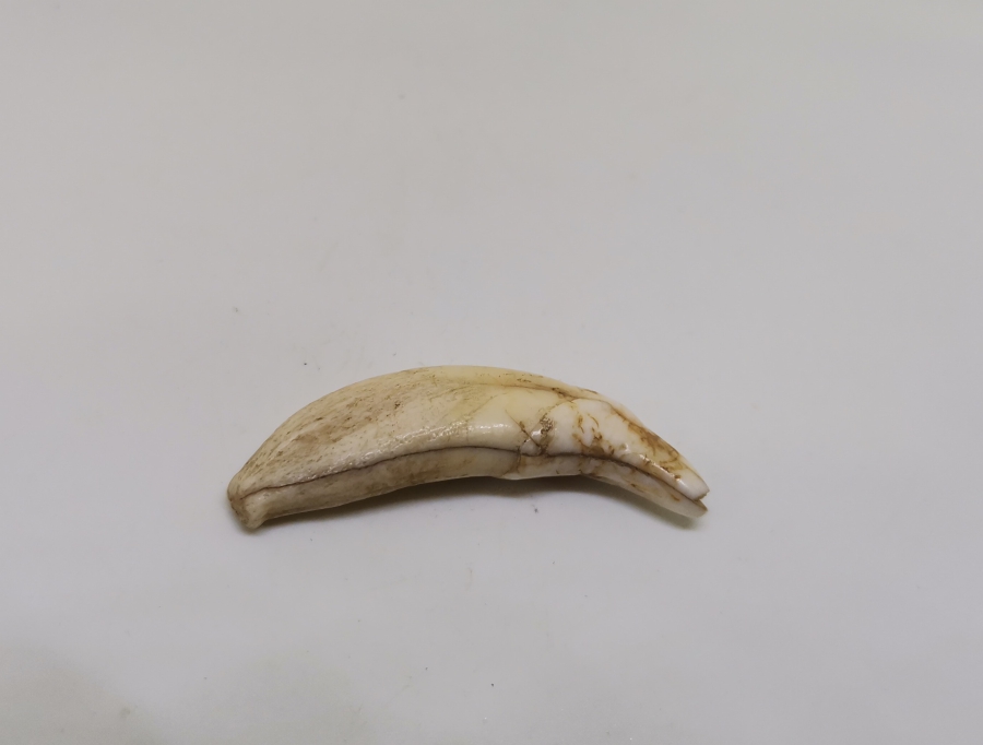 TILSIM KOLYELERDE KULLANILAN ANADOLU ŞAMAN KÜLTÜRÜ OSMANLI KURT DİŞİ