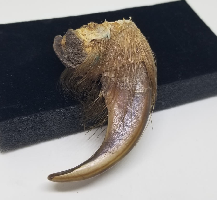 OSMANLI DÖNEMİ ŞAMAN İŞİ AYI PENÇESİ