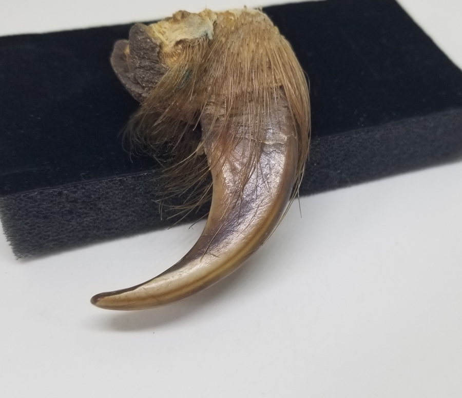 OSMANLI DÖNEMİ ŞAMAN İŞİ AYI PENÇESİ