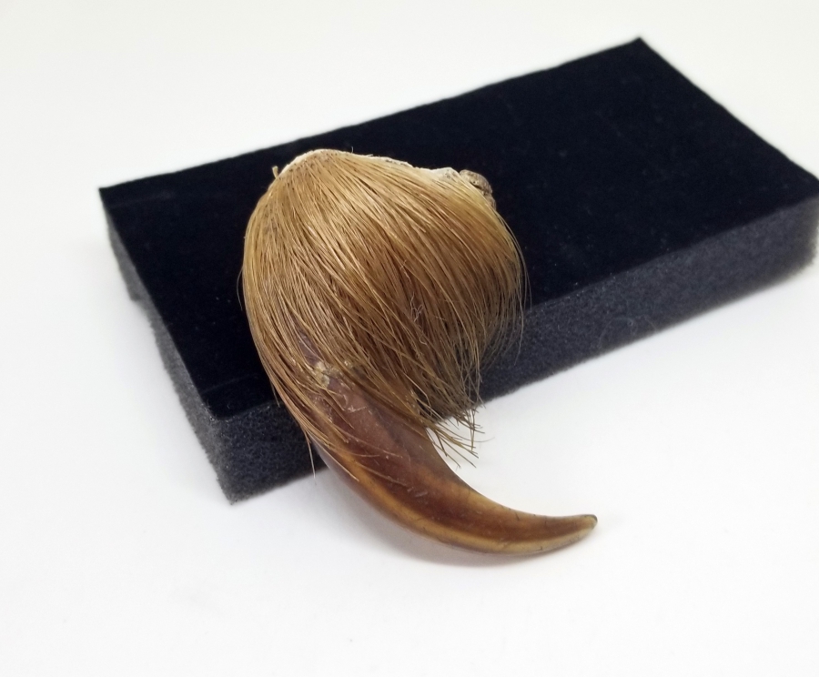 OSMANLI DÖNEMİ ŞAMAN İŞİ AYI PENÇESİ