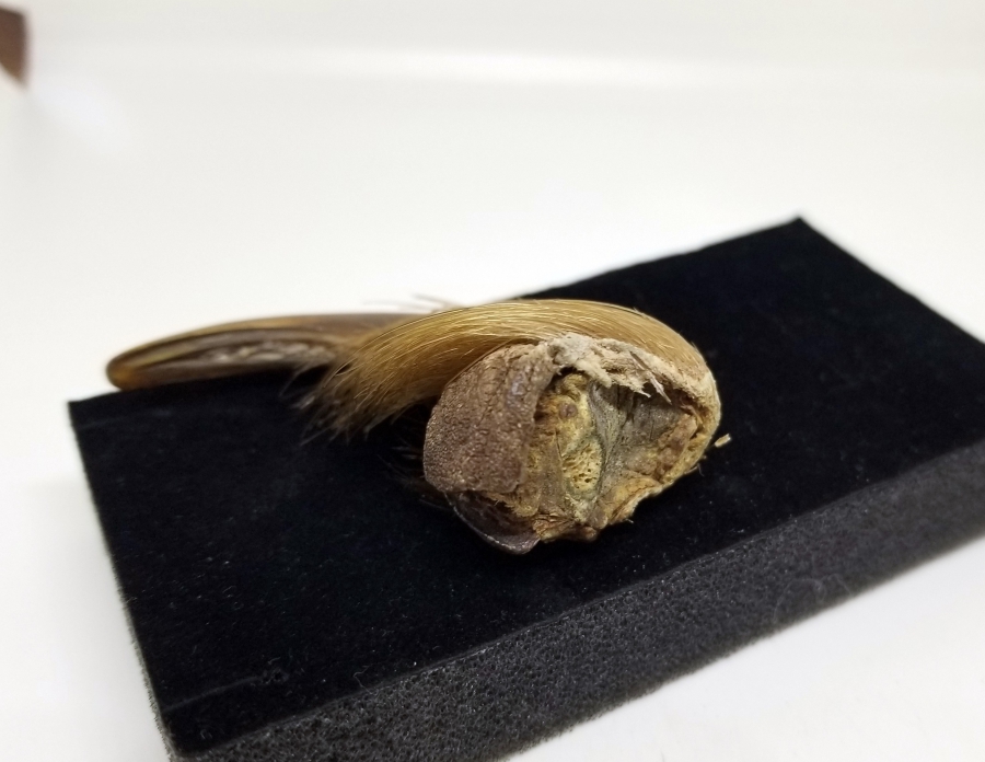 OSMANLI DÖNEMİ ŞAMAN İŞİ AYI PENÇESİ