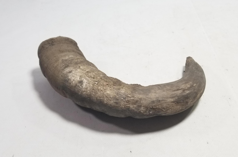 MANDA BOYNUZUNDAN YAPILMIŞ OSMANLI DÖNEMİ KAĞNI YAĞDANLIĞI