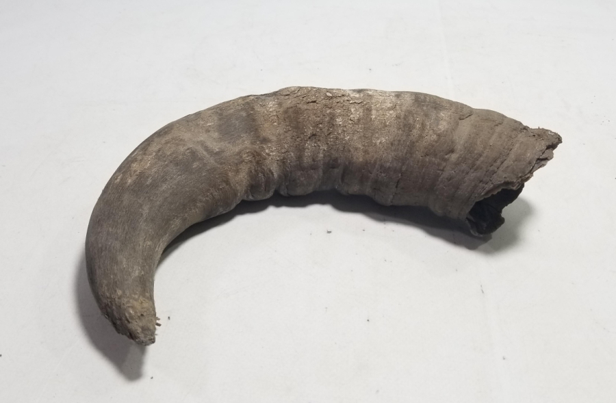 MANDA BOYNUZUNDAN YAPILMIŞ OSMANLI DÖNEMİ KAĞNI YAĞDANLIĞI