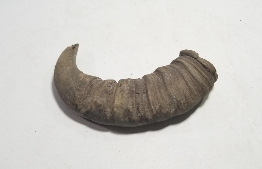 MANDA BOYNUZUNDAN YAPILMIŞ OSMANLI DÖNEMİ KAĞNI YAĞDANLIĞI