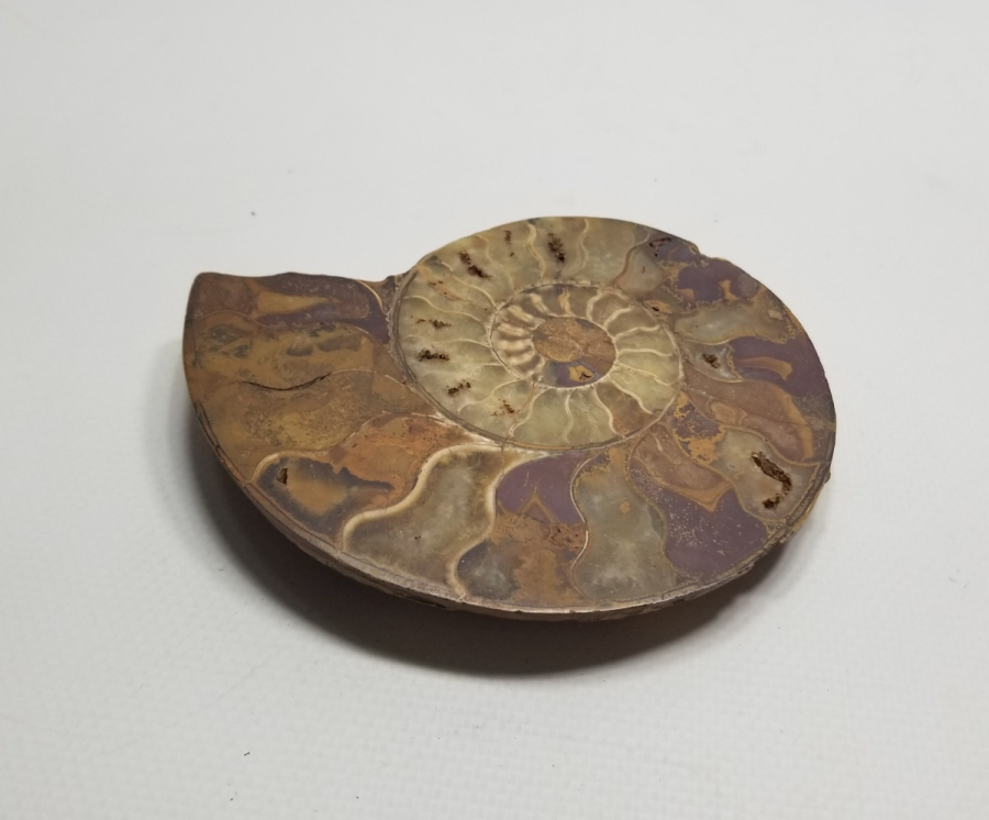 BÜYÜK BOY SALYANGOZ FOSİLİ