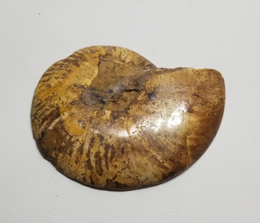 BÜYÜK BOY SALYANGOZ FOSİLİ