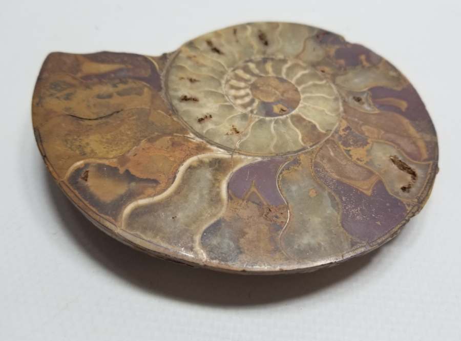 BÜYÜK BOY SALYANGOZ FOSİLİ