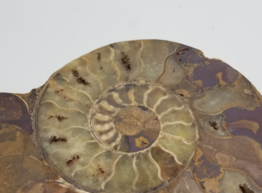 BÜYÜK BOY SALYANGOZ FOSİLİ