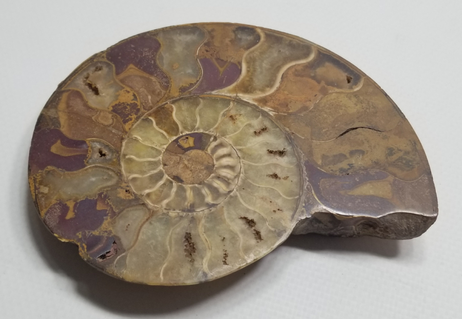 BÜYÜK BOY SALYANGOZ FOSİLİ